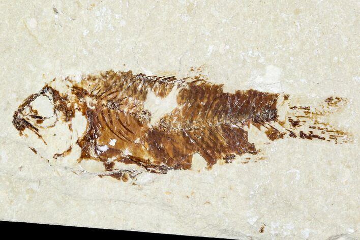 Cretaceous Fossil Fish - Lebanon #111686